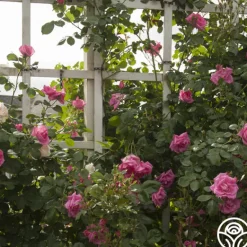 Heirloom Roses Morning Jewel®