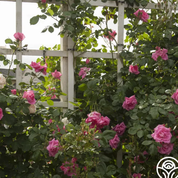 Heirloom Roses Morning Jewel®