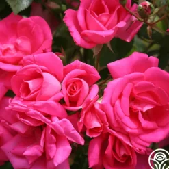 Heirloom Roses Morning Jewel®