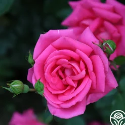 Heirloom Roses Morning Jewel®