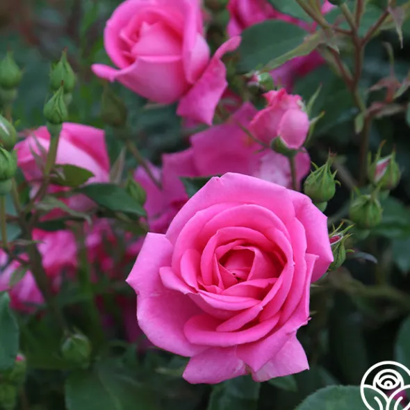 Heirloom Roses Morning Jewel®