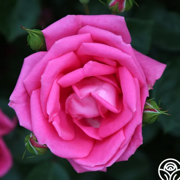Heirloom Roses Morning Jewel®