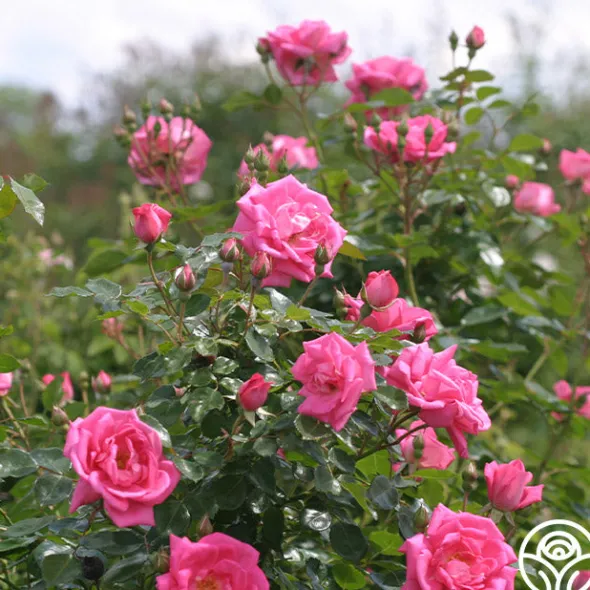 Heirloom Roses Morning Jewel®