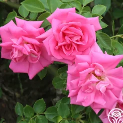 Heirloom Roses Morning Jewel®