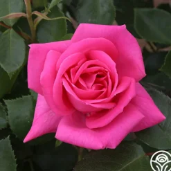 Heirloom Roses Morning Jewel®