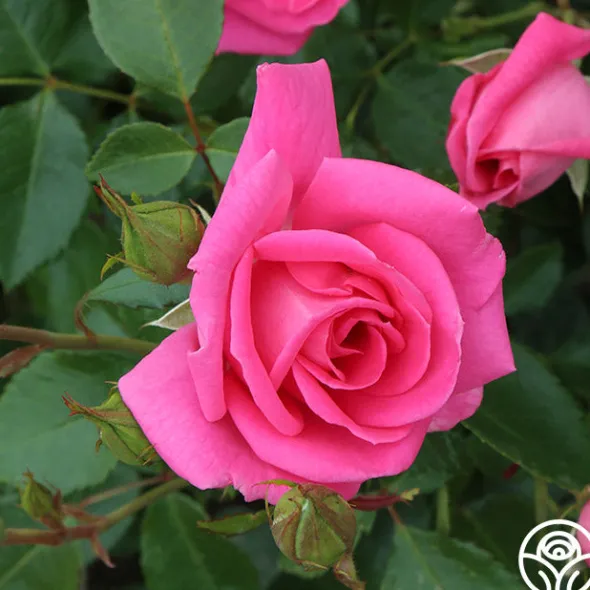 Heirloom Roses Morning Jewel®