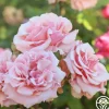 Heirloom Roses Mother of Pearl® Sale