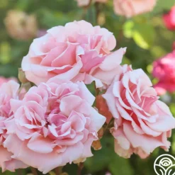 Heirloom Roses Mother of Pearl® Sale