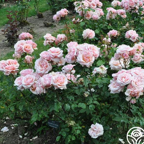 Heirloom Roses Mother of Pearl® Sale