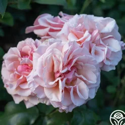 Heirloom Roses Mother of Pearl® Sale