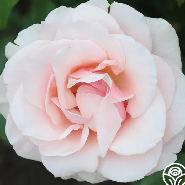 Heirloom Roses Mother of Pearl® Sale