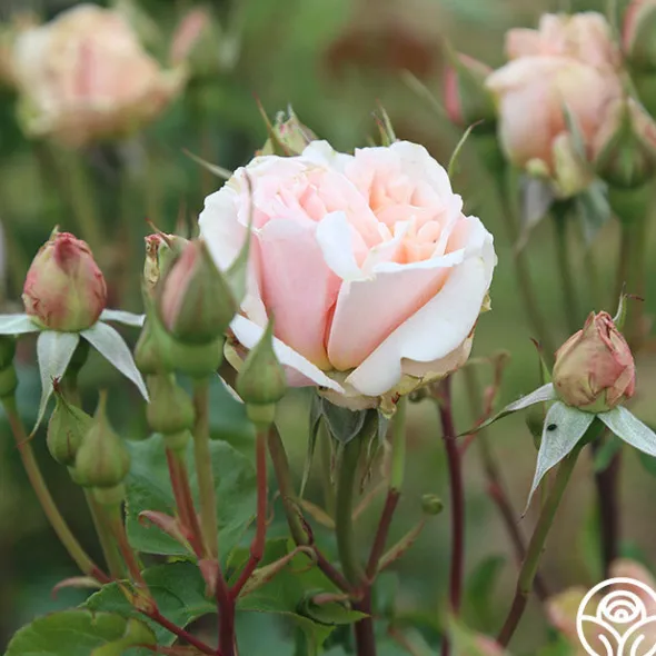 Heirloom Roses Mother of Pearl® Sale