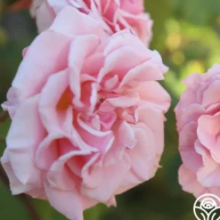 Heirloom Roses Mother of Pearl® Sale