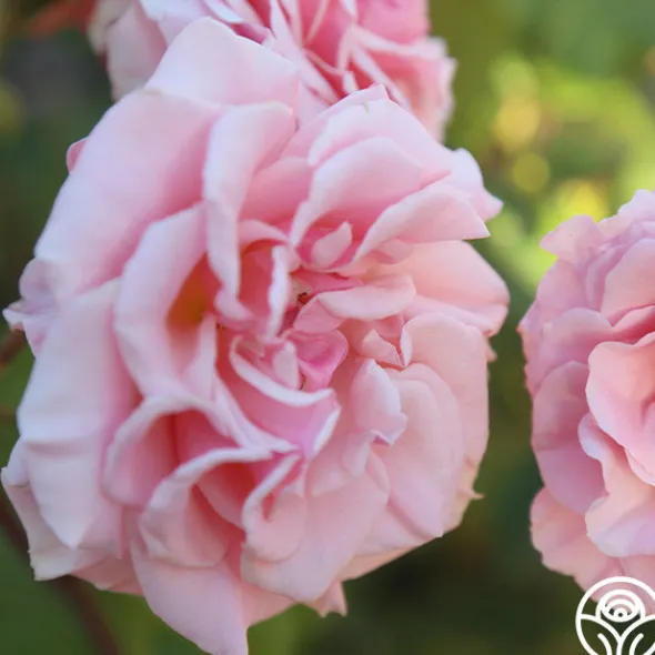 Heirloom Roses Mother of Pearl® Sale
