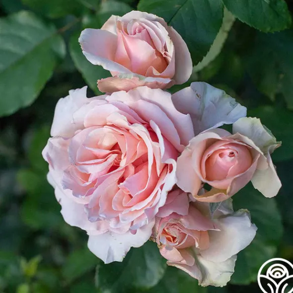 Heirloom Roses Mother of Pearl® Sale