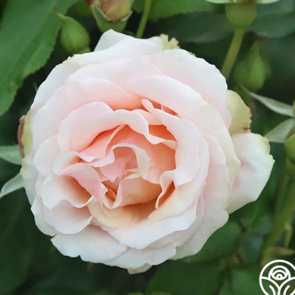 Heirloom Roses Mother of Pearl® Sale