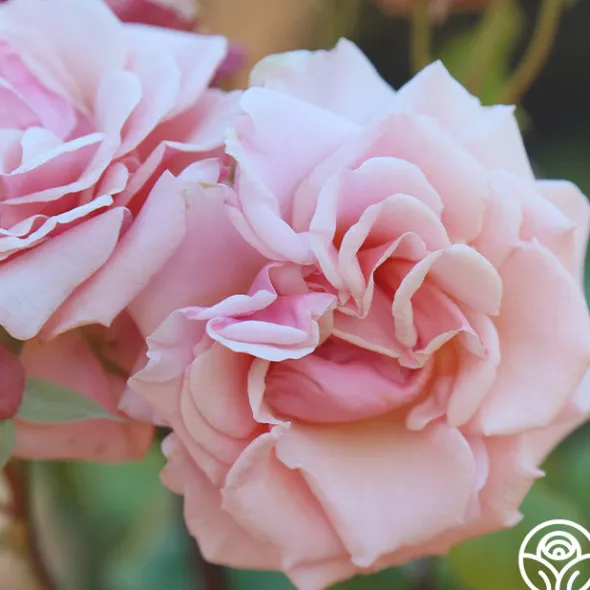 Heirloom Roses Mother of Pearl® Sale