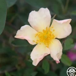 Heirloom Roses Mutabilis