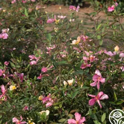Heirloom Roses Mutabilis