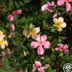 Heirloom Roses Mutabilis