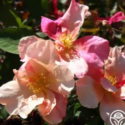 Heirloom Roses Mutabilis
