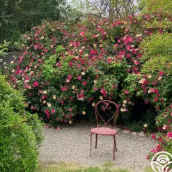 Heirloom Roses Mutabilis
