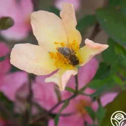 Heirloom Roses Mutabilis