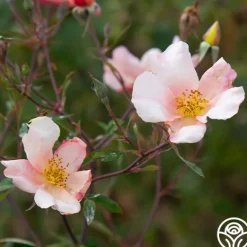 Heirloom Roses Mutabilis