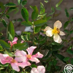 Heirloom Roses Mutabilis