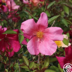 Heirloom Roses Mutabilis