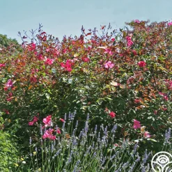 Heirloom Roses Mutabilis