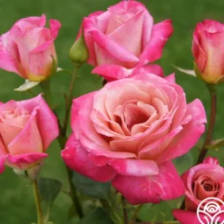 Heirloom Roses Muzi-Lucia Hot