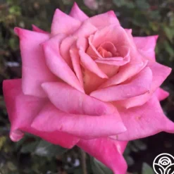 Heirloom Roses Muzi-Lucia Hot