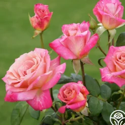Heirloom Roses Muzi-Lucia Hot