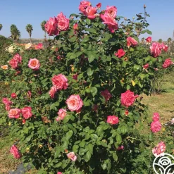 Heirloom Roses Muzi-Lucia Hot