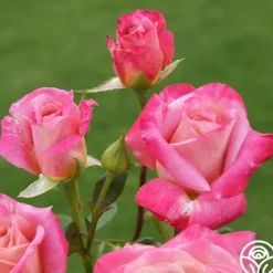 Heirloom Roses Muzi-Lucia Hot