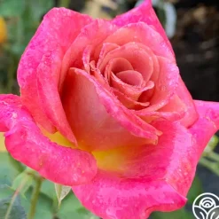 Heirloom Roses Muzi-Lucia Hot