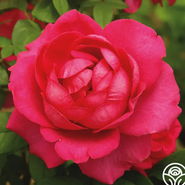 Heirloom Roses My Annie Online