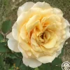 Heirloom Roses My Best Friend™ New