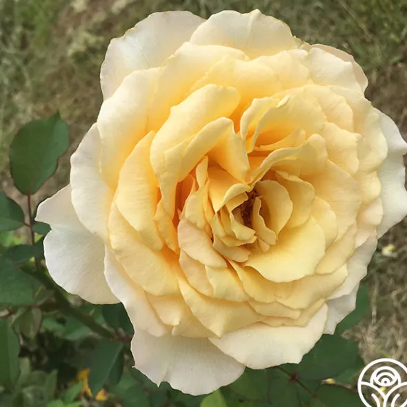 Heirloom Roses My Best Friend™ New