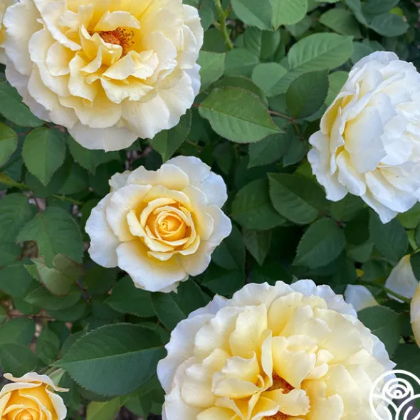 Heirloom Roses My Best Friend™ New