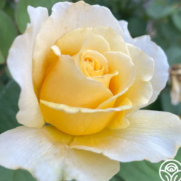 Heirloom Roses My Best Friend™ New