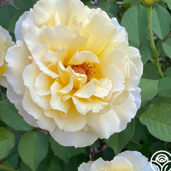 Heirloom Roses My Best Friend™ New