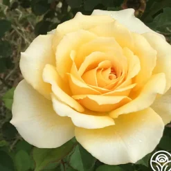 Heirloom Roses My Best Friend™ New