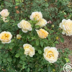 Heirloom Roses My Best Friend™ New