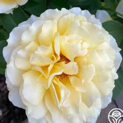 Heirloom Roses My Best Friend™ New