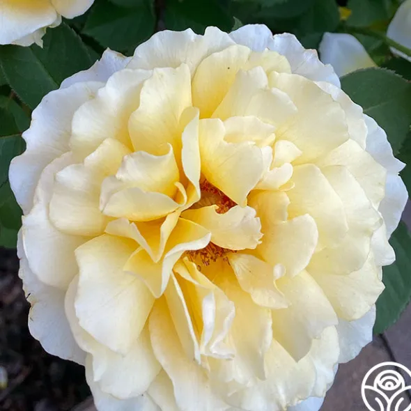 Heirloom Roses My Best Friend™ New