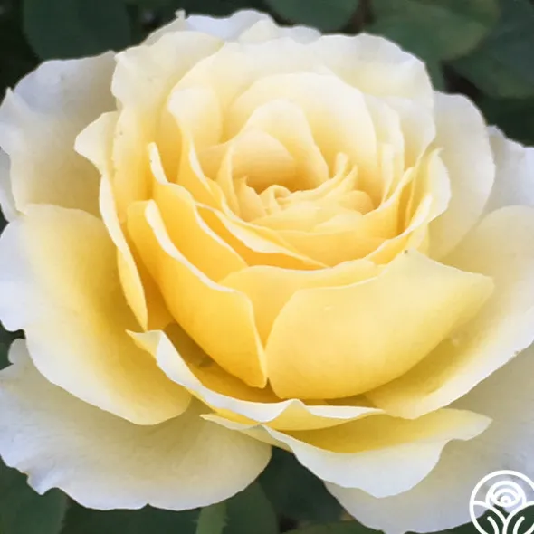 Heirloom Roses My Best Friend™ New