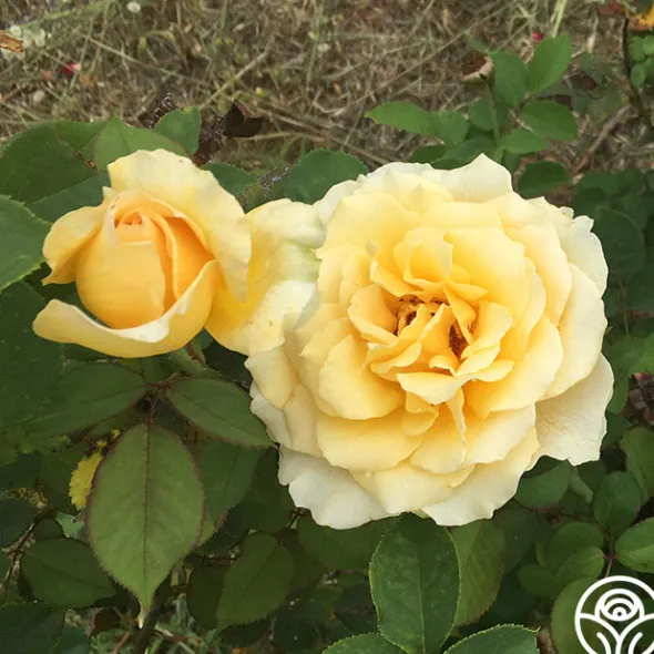 Heirloom Roses My Best Friend™ New