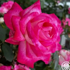 Heirloom Roses My Caroline™ Sale
